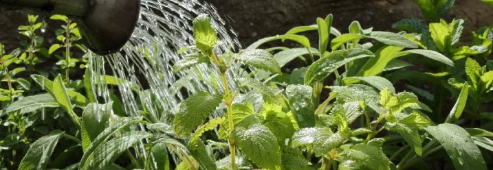 Gießkanne gießt Kräuter